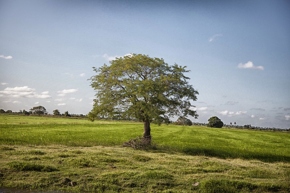 The Ultimate Guyana Travel Guide: Hidden Treasures, Local Insights, and Unforgettable Adventures