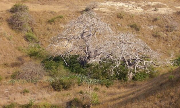 Angola Beyond Luanda: Hidden Destinations for the Adventurous Traveler
