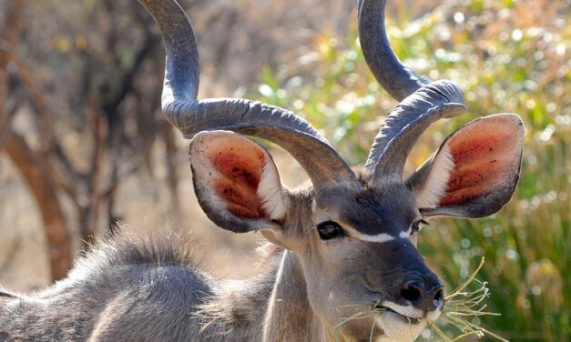 Botswana Travel Guide: Highlights, Hidden Gems, and Essential Travel Tips