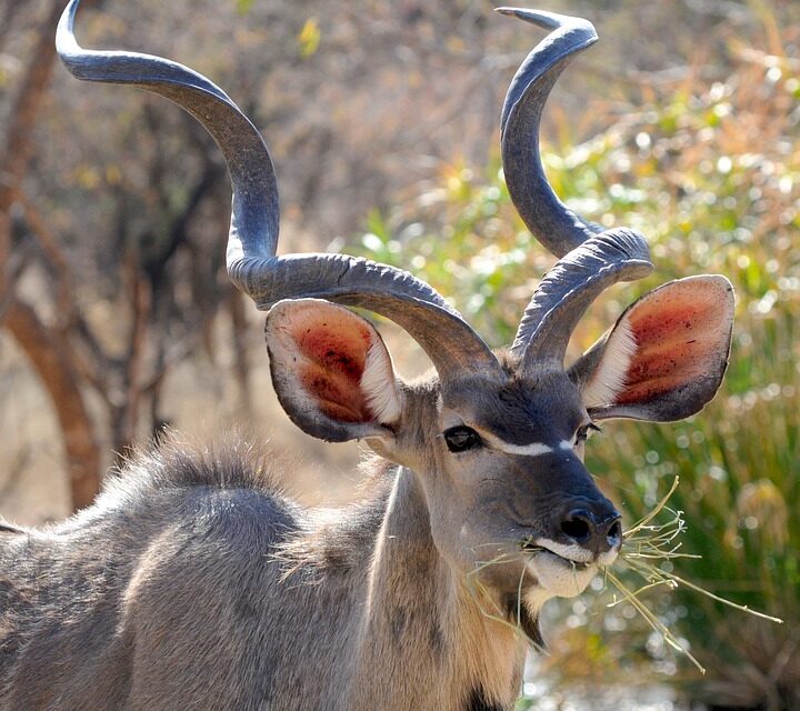 Botswana Travel Guide: Highlights, Hidden Gems, and Essential Travel Tips