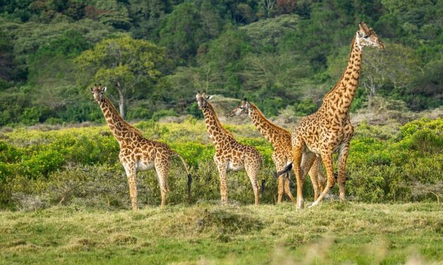 From Safari to Seaside: The Ultimate Tanzania Itinerary for Every Kind of Traveler