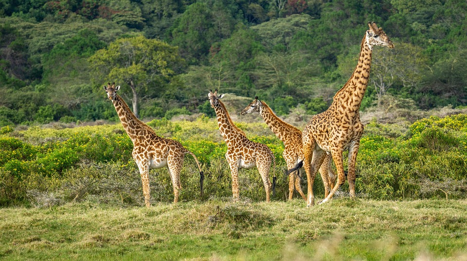 From Safari to Seaside: The Ultimate Tanzania Itinerary for Every Kind of Traveler