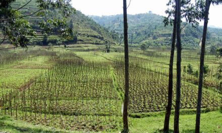 How to Explore Rwanda: A Traveler’s Guide to Wildlife, Culture, and Stunning Landscapes