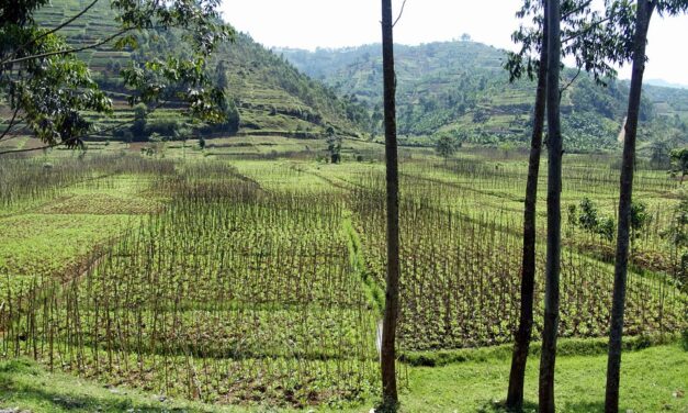 How to Explore Rwanda: A Traveler’s Guide to Wildlife, Culture, and Stunning Landscapes
