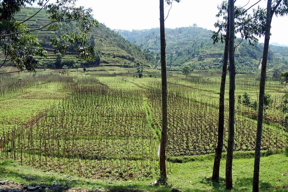 How to Explore Rwanda: A Traveler’s Guide to Wildlife, Culture, and Stunning Landscapes
