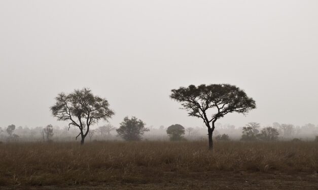 Local Secrets: Authentic Benin Adventures Off the Beaten Path