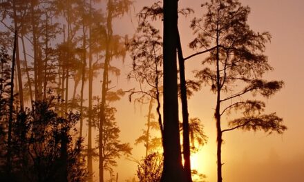 Savoring Georgia: A Traveler’s Guide to Culinary Delights and Local Wineries