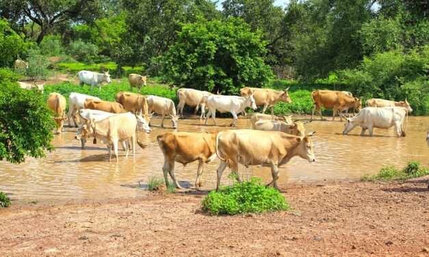 Secrets of Gambia: Unforgettable Attractions Beyond the Tourist Trail