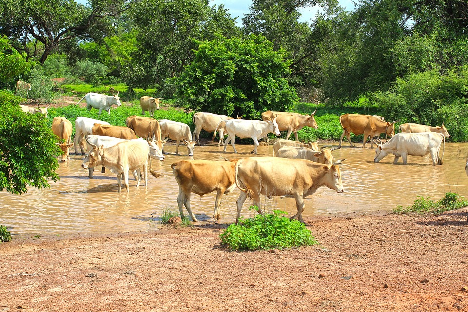 Secrets of Gambia: Unforgettable Attractions Beyond the Tourist Trail