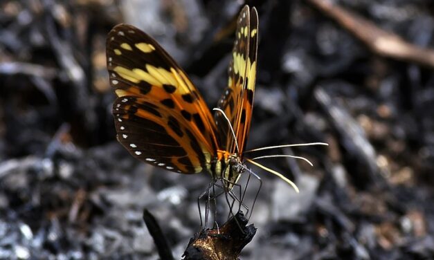 Why Guyana Is South America’s Best-Kept Secret for Nature Lovers and Explorers