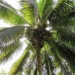 How to Experience the Best of Samoa: Culture, Nature, and Hidden Gems