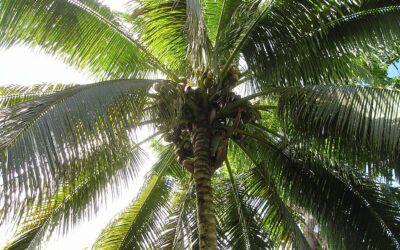 How to Experience the Best of Samoa: Culture, Nature, and Hidden Gems