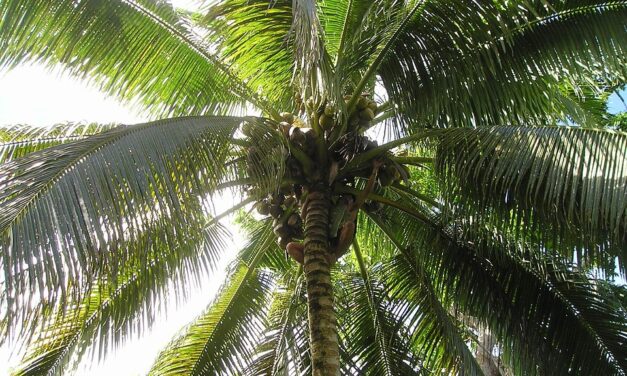 How to Experience the Best of Samoa: Culture, Nature, and Hidden Gems