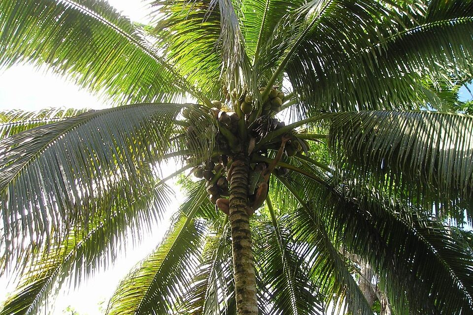 How to Experience the Best of Samoa: Culture, Nature, and Hidden Gems