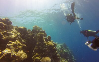 How to Plan the Perfect Trip to Palau: Insider Tips and Must-See Sights