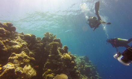 How to Plan the Perfect Trip to Palau: Insider Tips and Must-See Sights