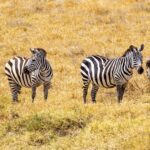Nature at Its Finest: Unveiling Tanzania’s Stunning National Parks and Reserves