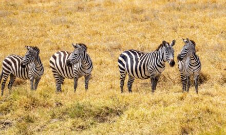 Nature at Its Finest: Unveiling Tanzania’s Stunning National Parks and Reserves