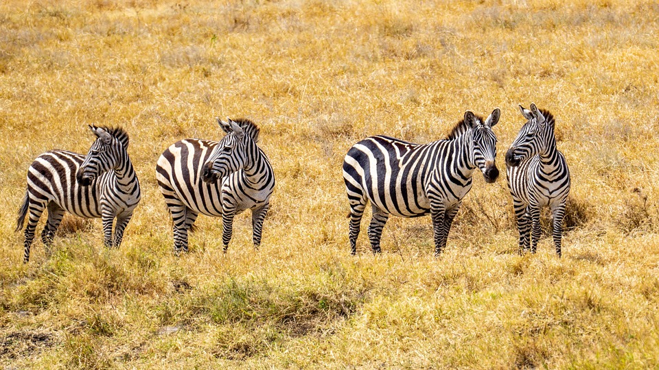 Nature at Its Finest: Unveiling Tanzania’s Stunning National Parks and Reserves