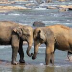 Sri Lanka Travel Tips: Expert Advice for a Seamless Island Adventure