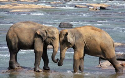 Sri Lanka Travel Tips: Expert Advice for a Seamless Island Adventure