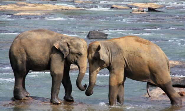 Sri Lanka Travel Tips: Expert Advice for a Seamless Island Adventure