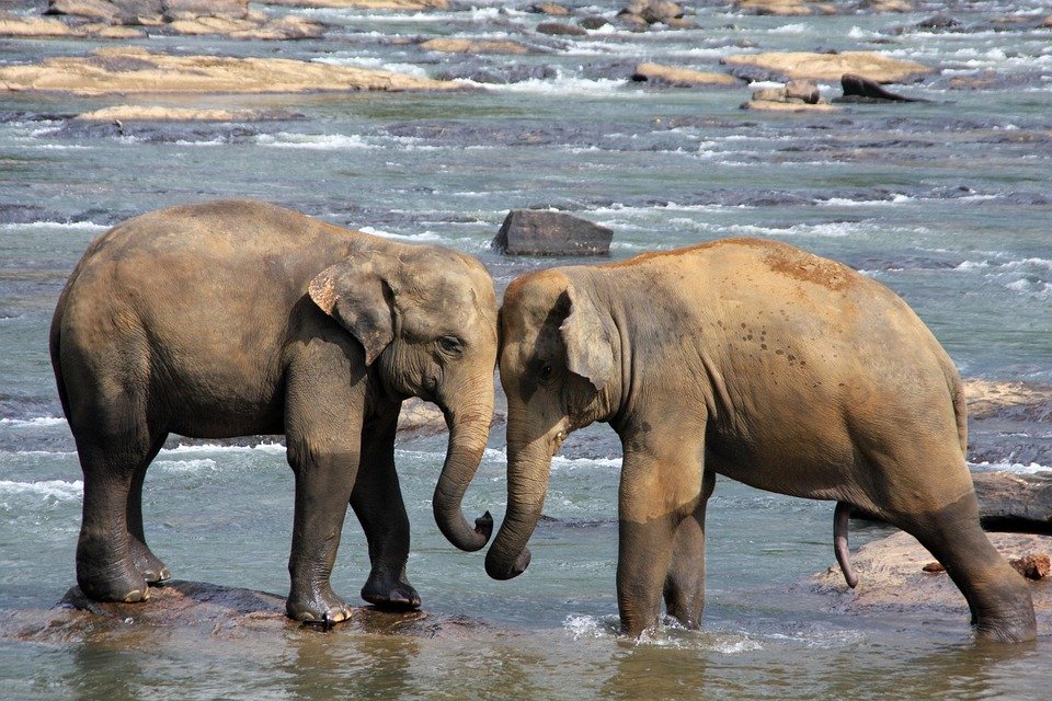 Sri Lanka Travel Tips: Expert Advice for a Seamless Island Adventure