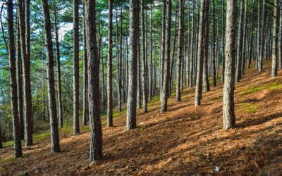 “Uncover the Magic of North Macedonia: Cultural Highlights and Natural Wonders to Explore”