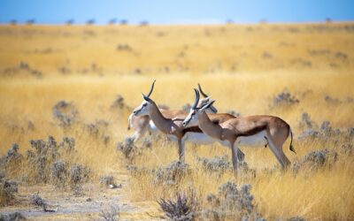 Wonders of Namibia: A Guide to Its Hidden Gems and Must-See Attractions