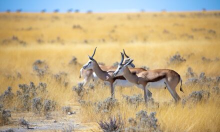 Wonders of Namibia: A Guide to Its Hidden Gems and Must-See Attractions