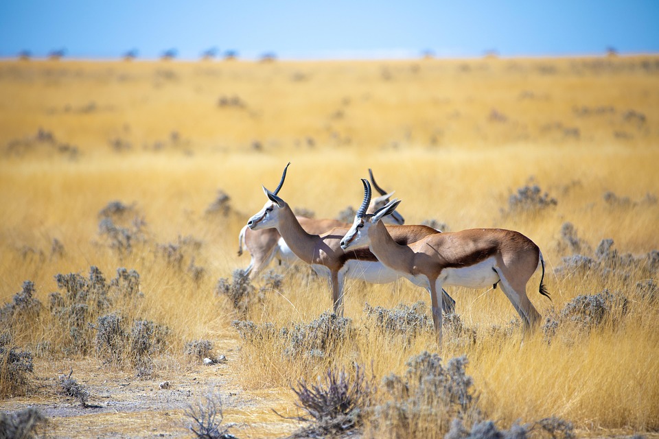 Wonders of Namibia: A Guide to Its Hidden Gems and Must-See Attractions
